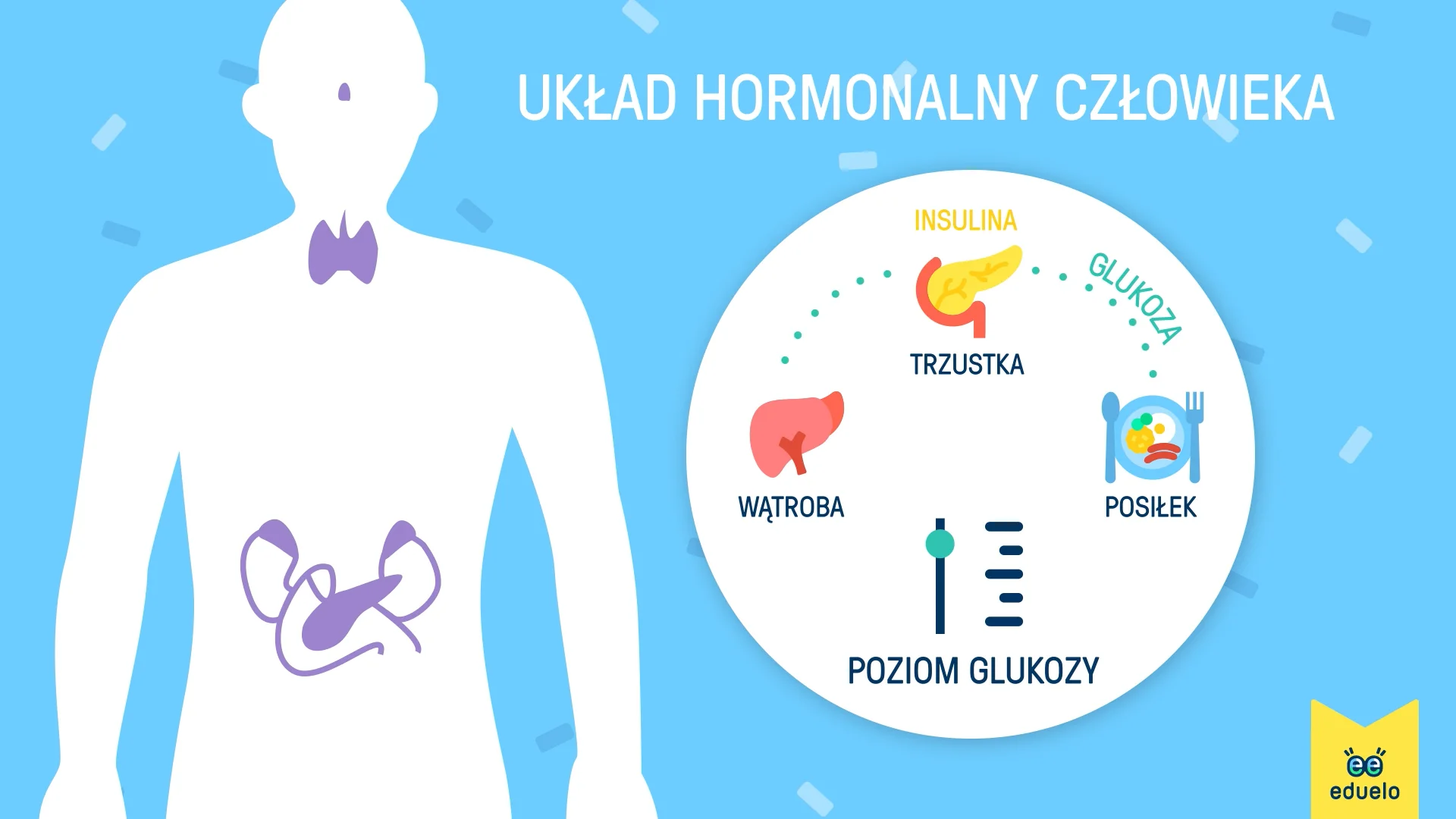 Uklad Hormonalny I Nerwowy Sprawdzian Klasa 7 Układ hormonalny człowieka - Biologia, klasa V - VIII - Eduelo.pl on Vimeo