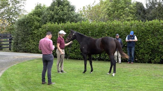 2023 National Online Yearling Sale | Mark Baker