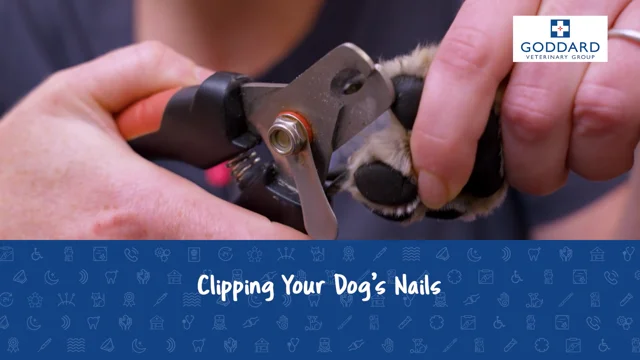 How to Handle Aggression in Dogs During Nail Clippings