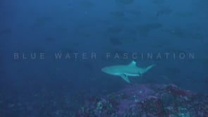 0624_Blacktip Reef Shark