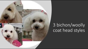 Head styling on woolly coated dogs