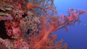 0092_Soft coral