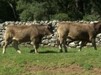 Lote 32