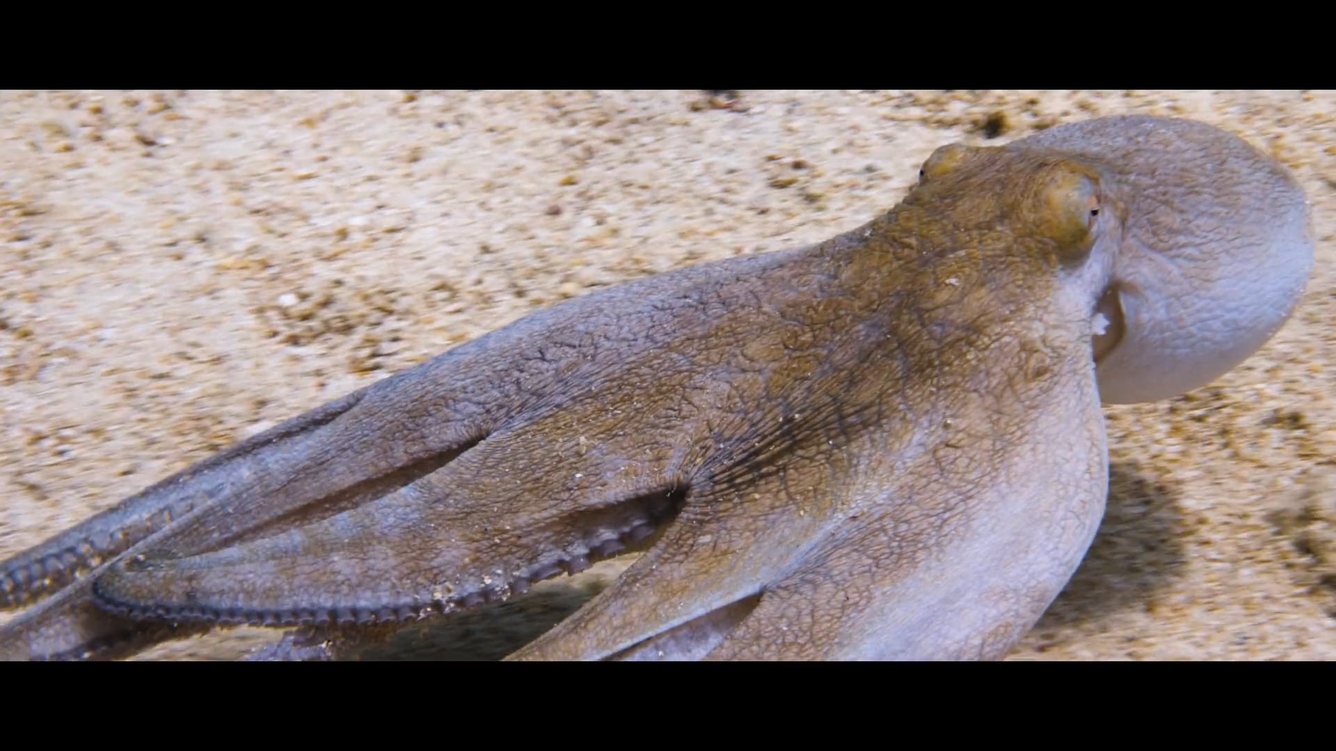 The Caribbean Reef Octopus - Sequence