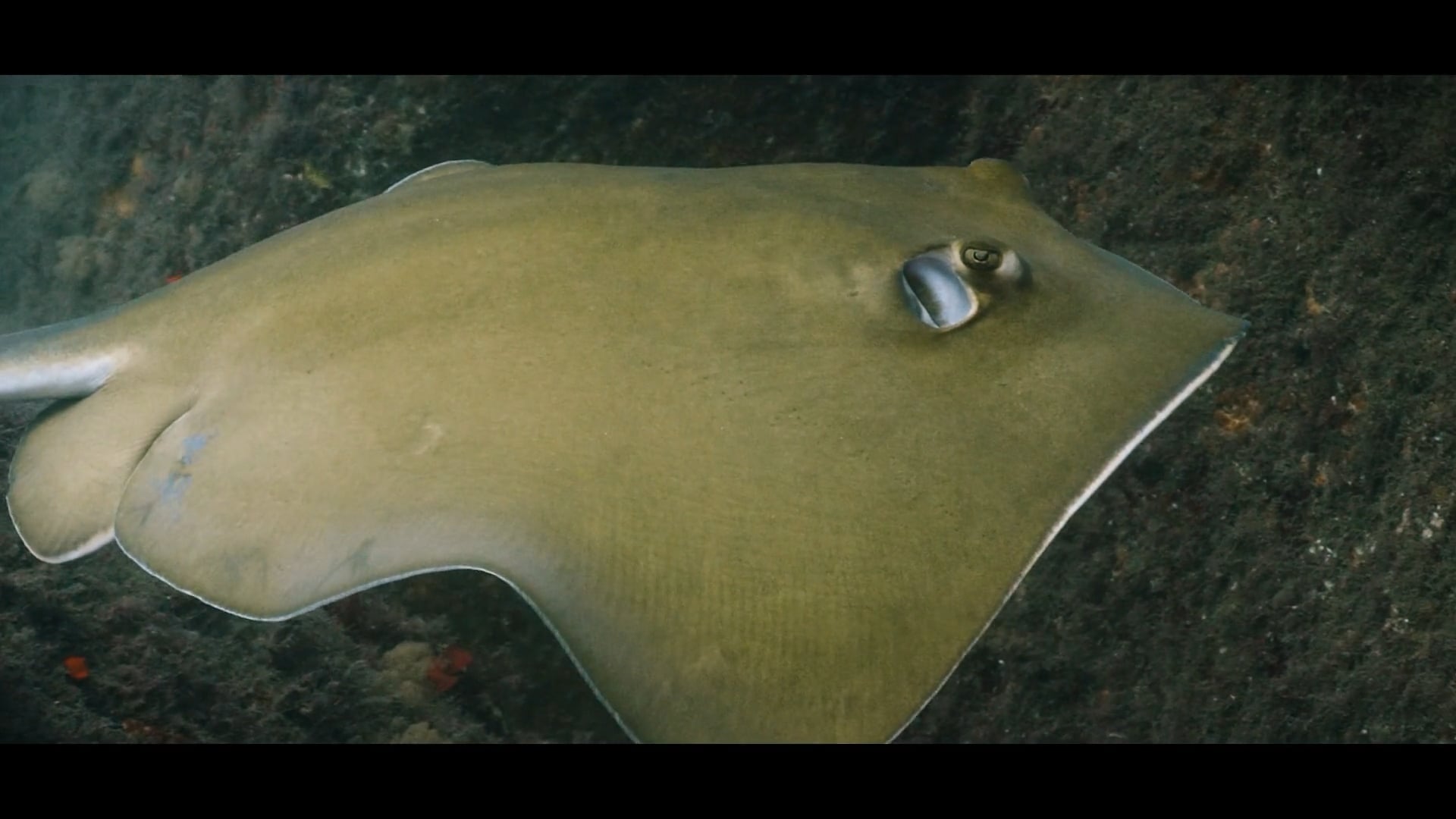 Southern Stingray- Sequence