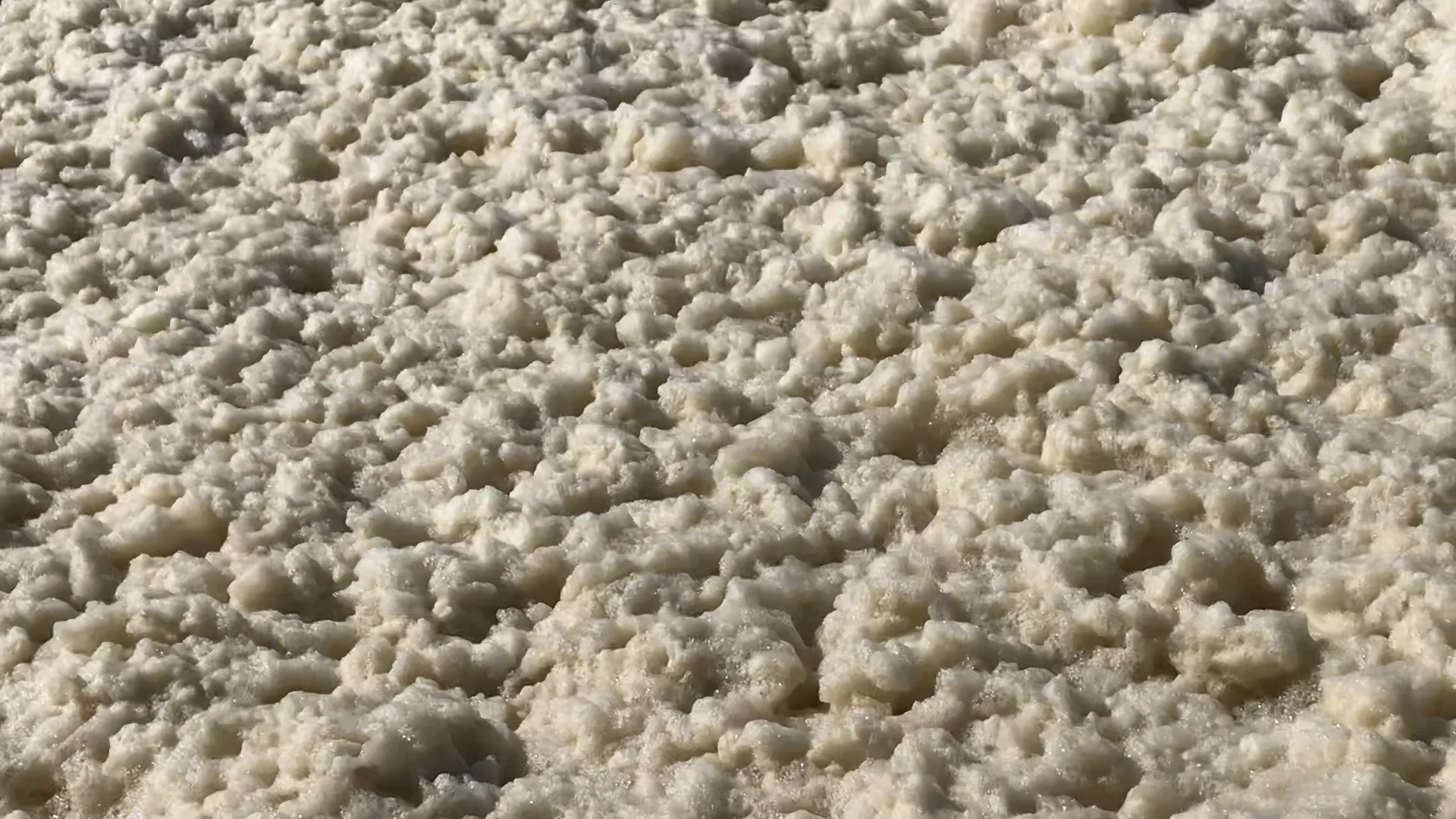 Algenschaum, Phaeocystis cf. globosa on Vimeo