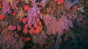 0218_pink soft corals on coral reef