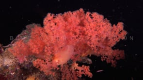 0248_Red soft coral at night