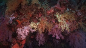0249_Soft corals on wall
