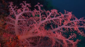 0250_pink soft coral