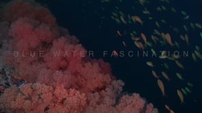 0252_Red soft corals