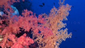 0349_soft coral