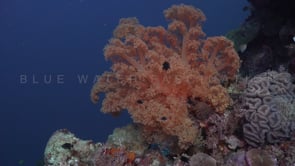 0406_Red soft coral