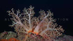 0443_orange soft coral