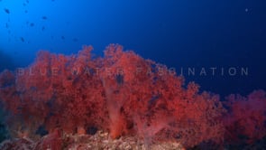 0505_red soft corals