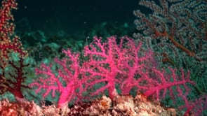0577_pink soft coral