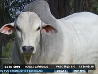 Lote 18