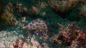 0047_Blue ringed octopus digging in sand