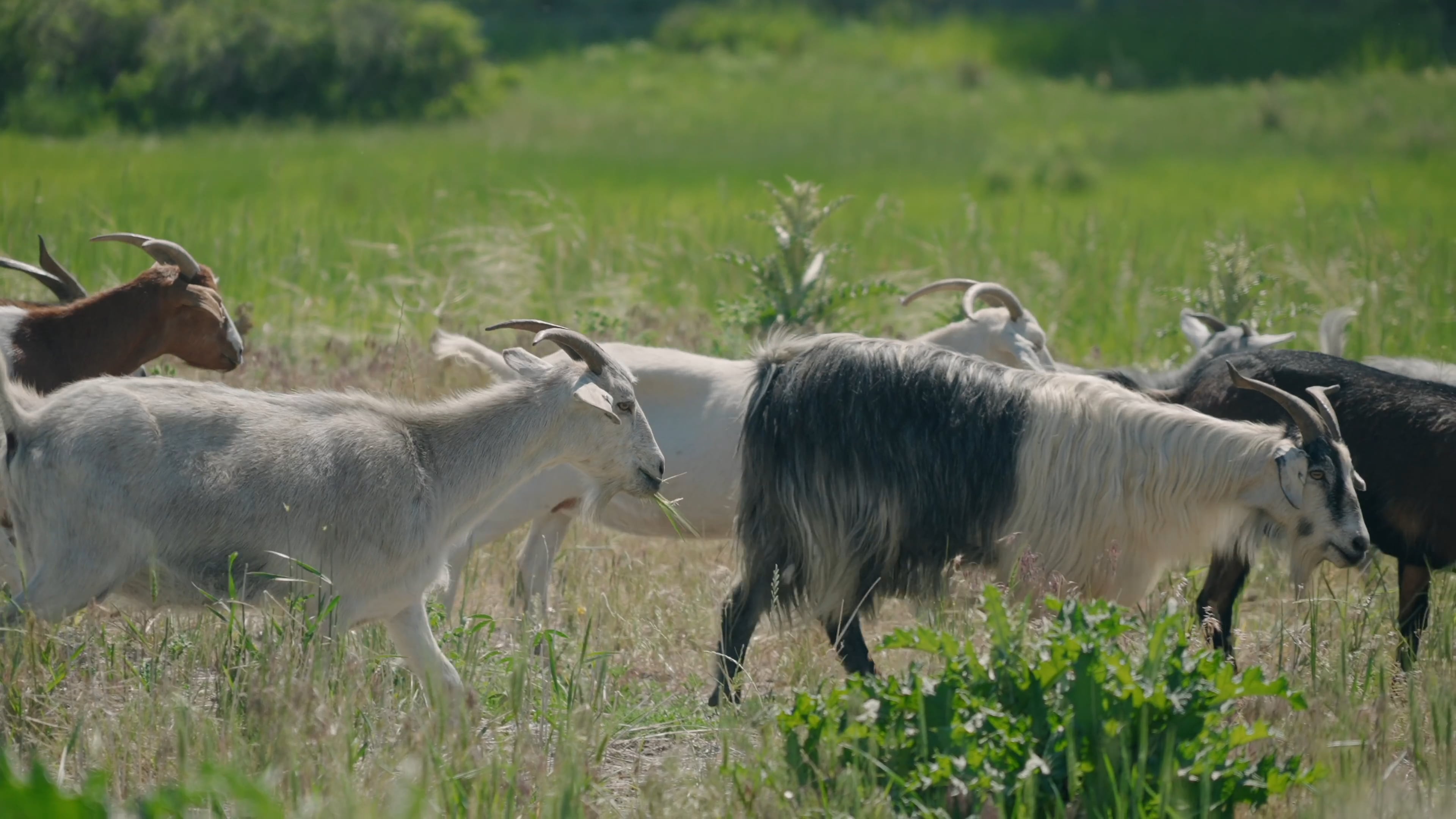 Goats: Healing the Land