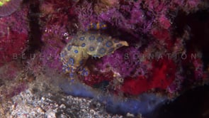0050_Blue ringed octopus swimming