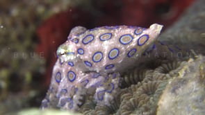 0507_Blue ringed octopus crawling 