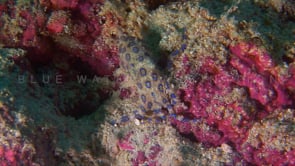 0048_Blue ringed octopus searching