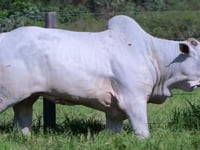Lote 106