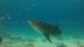 0029_Tiger shark with hook in mouth