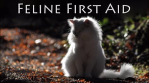 When do Cats Need Laxatives?