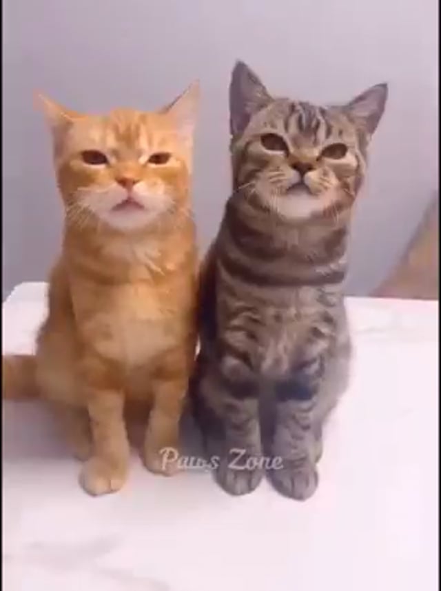 Funny cats videos Clips MP4