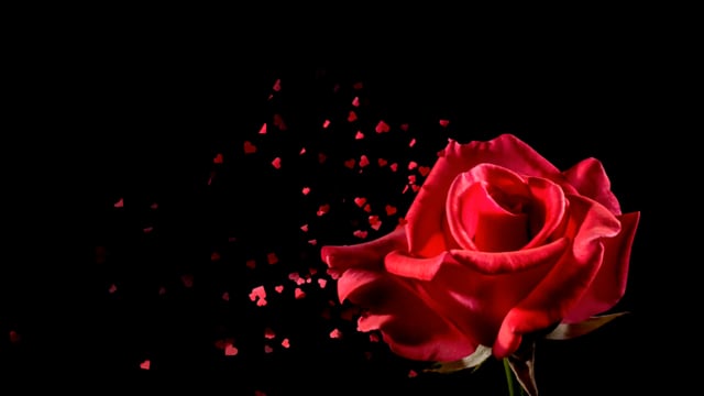 982 Rose Petals Falling Black Background Stock Video Footage - 4K and HD  Video Clips