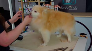 2. Microbite - Curved chunkers on chest.