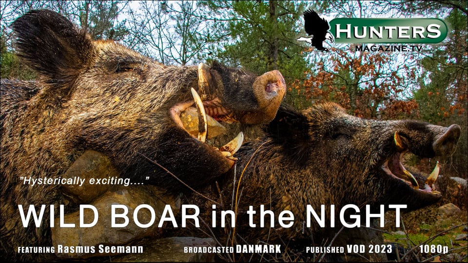 Wild boar in the night