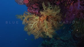 0642_yellow soft coral