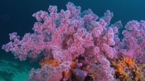 0643_pink soft coral