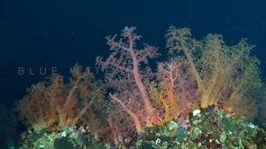 0644_soft coral mix