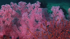 0645_pink soft coral close up