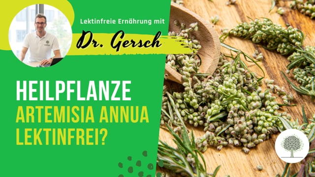 Ist die Heilpflanze Artemisia Annua (einjähriger Beifuß) lektinfrei?