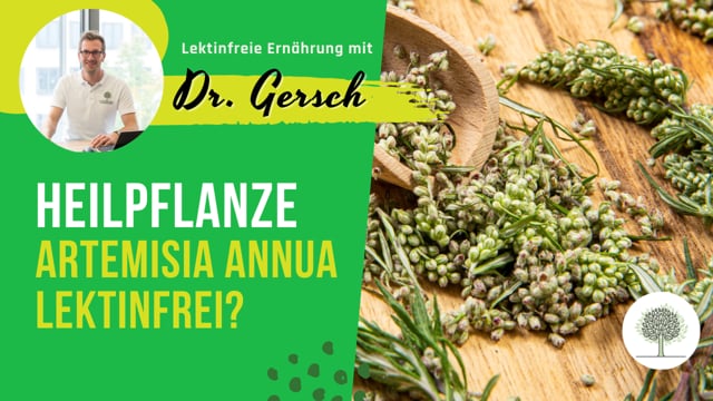 Ist Artemisia Annua (einjähriger Beifuß) lektinfrei? 
