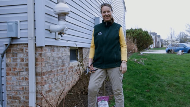 How to Prune & Fertilize Blackberry Bushes