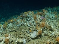 Newswise:Video Embedded scientists-discover-pristine-deep-sea-coral-reefs-in-the-gal-pagos-marine-reserve2