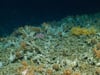 Newswise: Scientists Discover Pristine Deep-Sea Coral Reefs in the Galápagos Marine Reserve