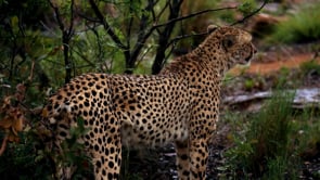 This is your adventure - meet the great, and the small - Makweti Experience