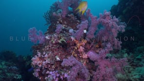 0649_purple soft corals
