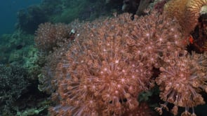 0652_corals