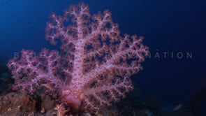 0653_pink soft coral