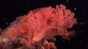 0814_red soft coral at night