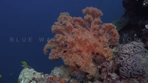 0816_orange coral on coral reef