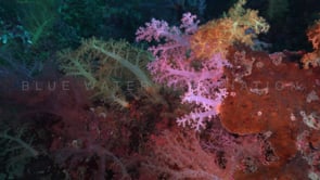 0848_array soft corals close up