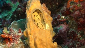 0858_yellow sponge close up